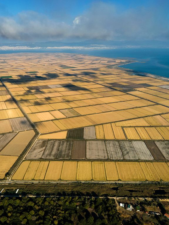 Οι Ορυζώνες